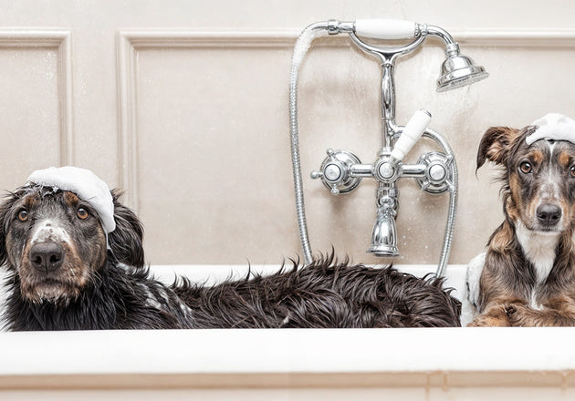 Grooming Your Pets at Home