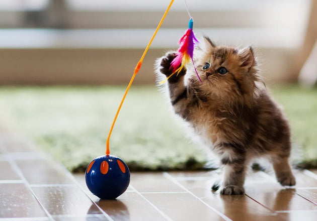 Choosing Safe Toys for Pets