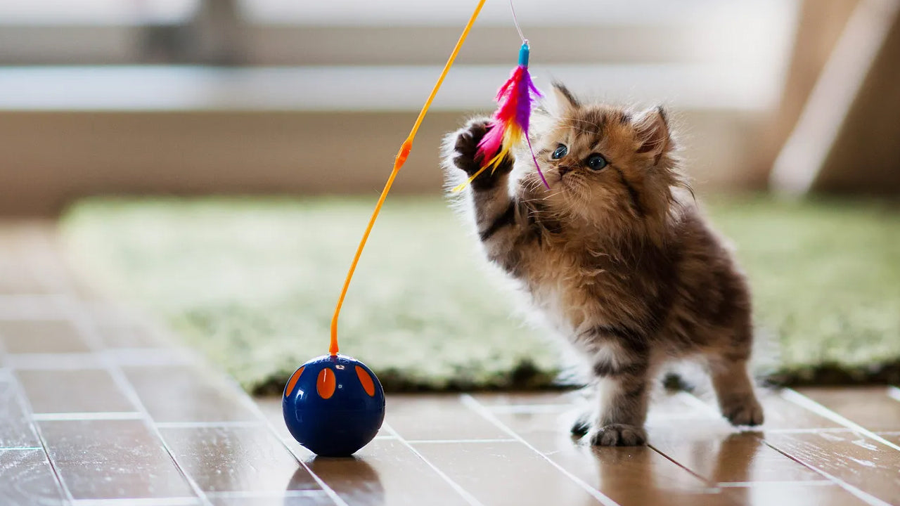 Choosing Safe Toys for Pets